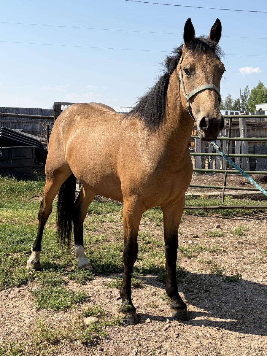 2 year old filly