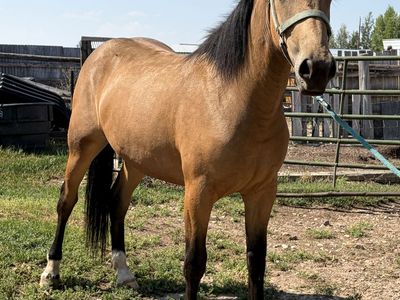 2 year old filly
