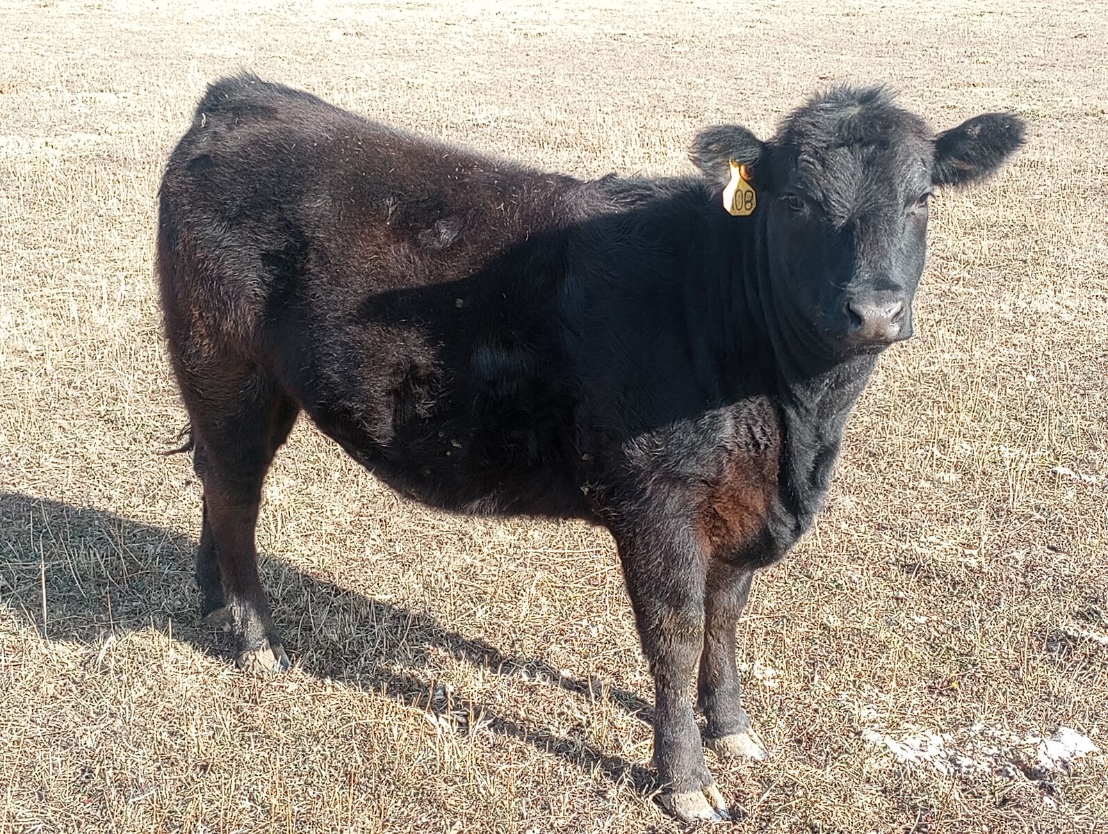14 month old open heifer