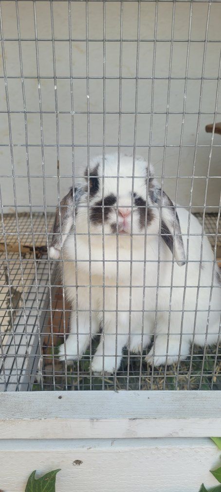 Holland lope bunnys