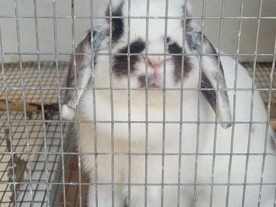 Holland lope bunnys