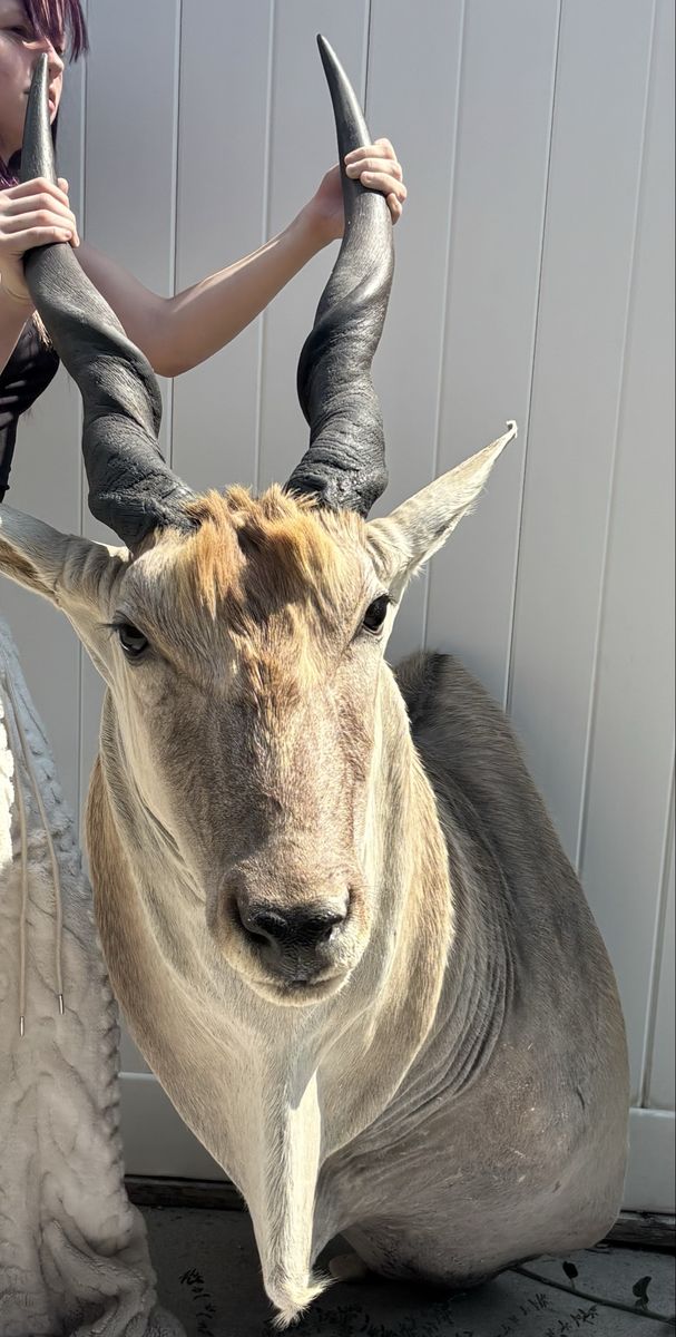 Taxidermy African Eland Shoulder Mount