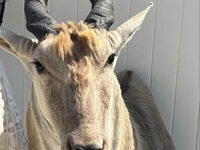 Taxidermy African Eland Shoulder Mount
