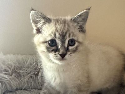 8 week old Lynx Point Siamese kitten