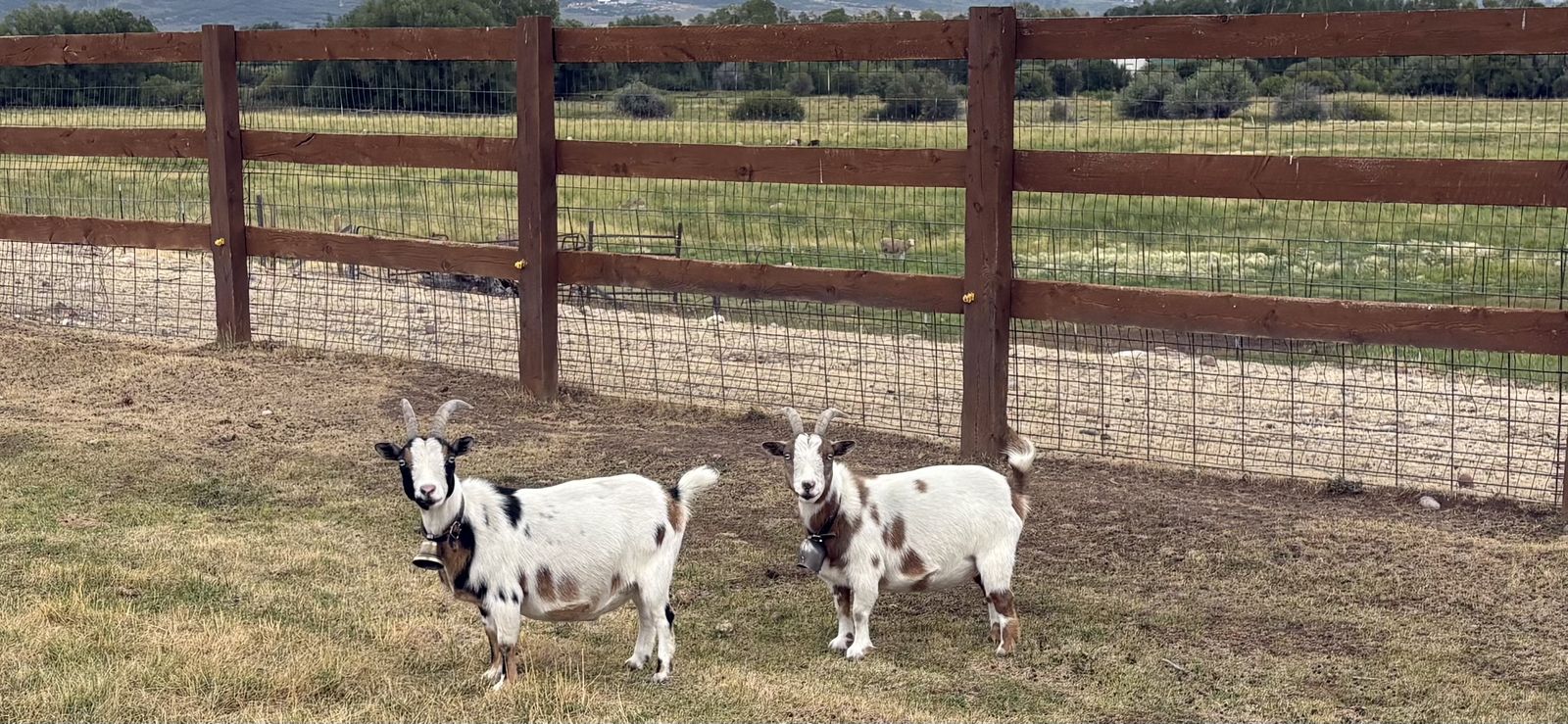 3 Goats for sale