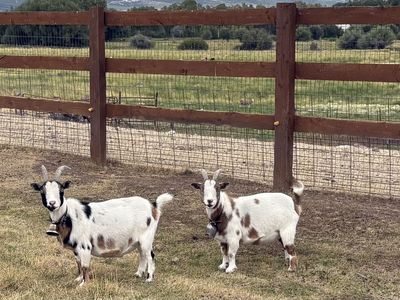 3 Goats for sale