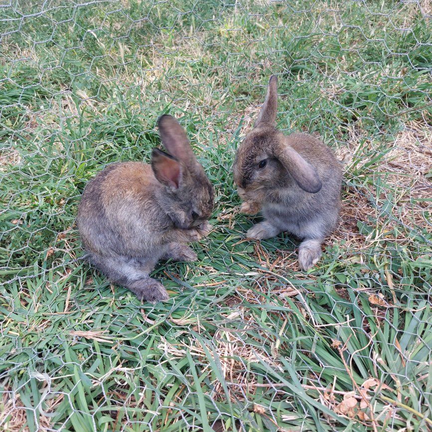 2 Bonded Baby Bunnies- Pure Mini Rex
"Fred and George"