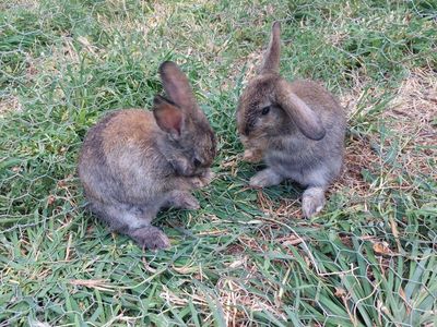 2 Bonded Baby Bunnies- Pure Mini Rex
"Fred and George"