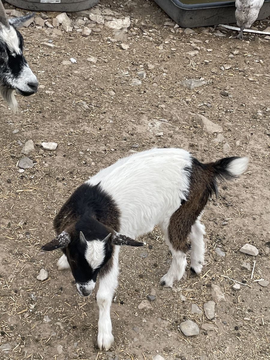 Nigerian Dwarf goat babies