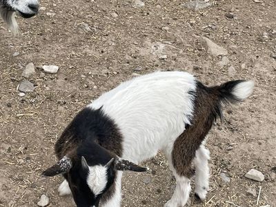 Nigerian Dwarf goat babies