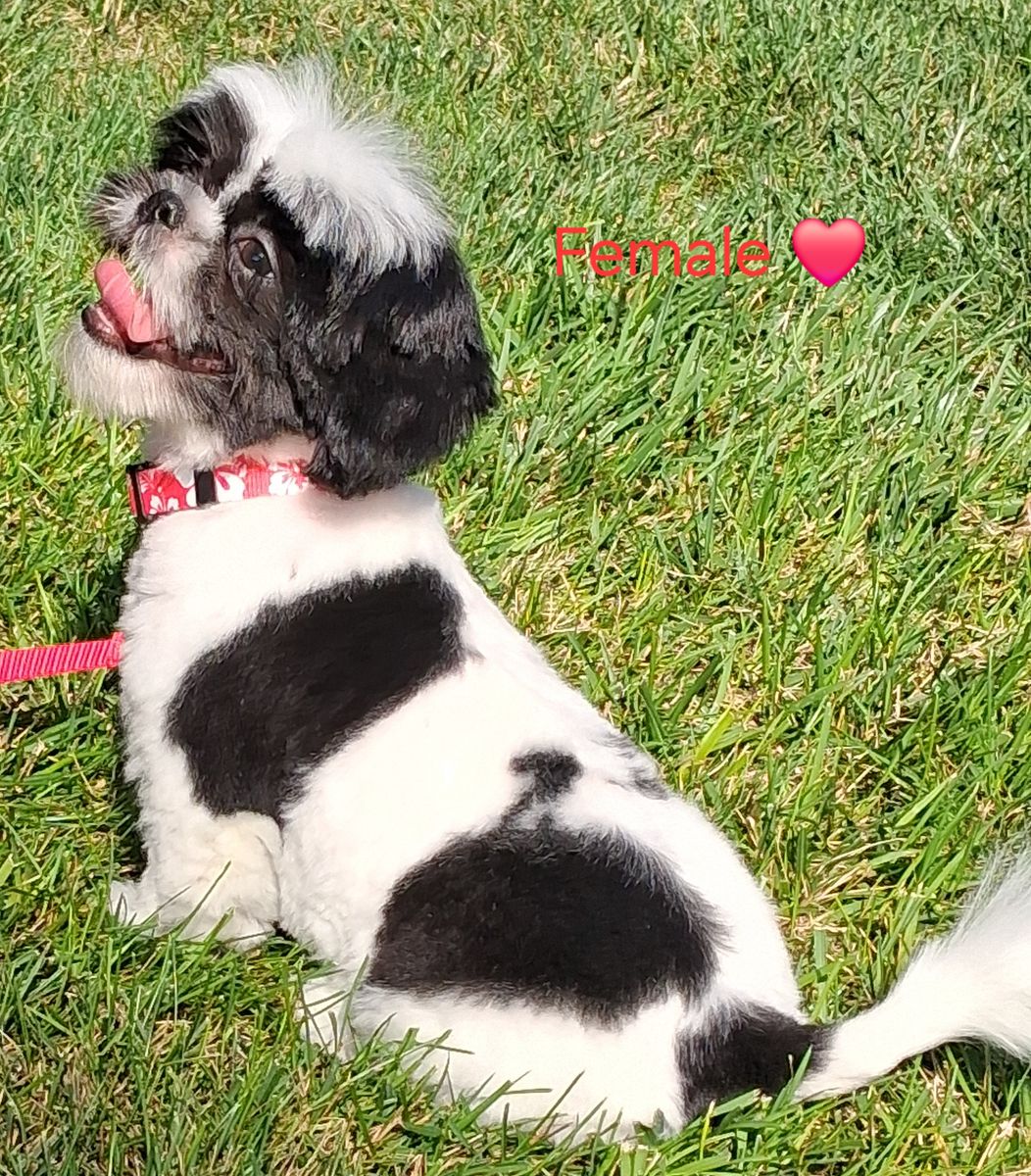 SHIH TZU PUREBRED FEMALE