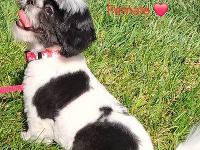 SHIH TZU PUREBRED FEMALE
