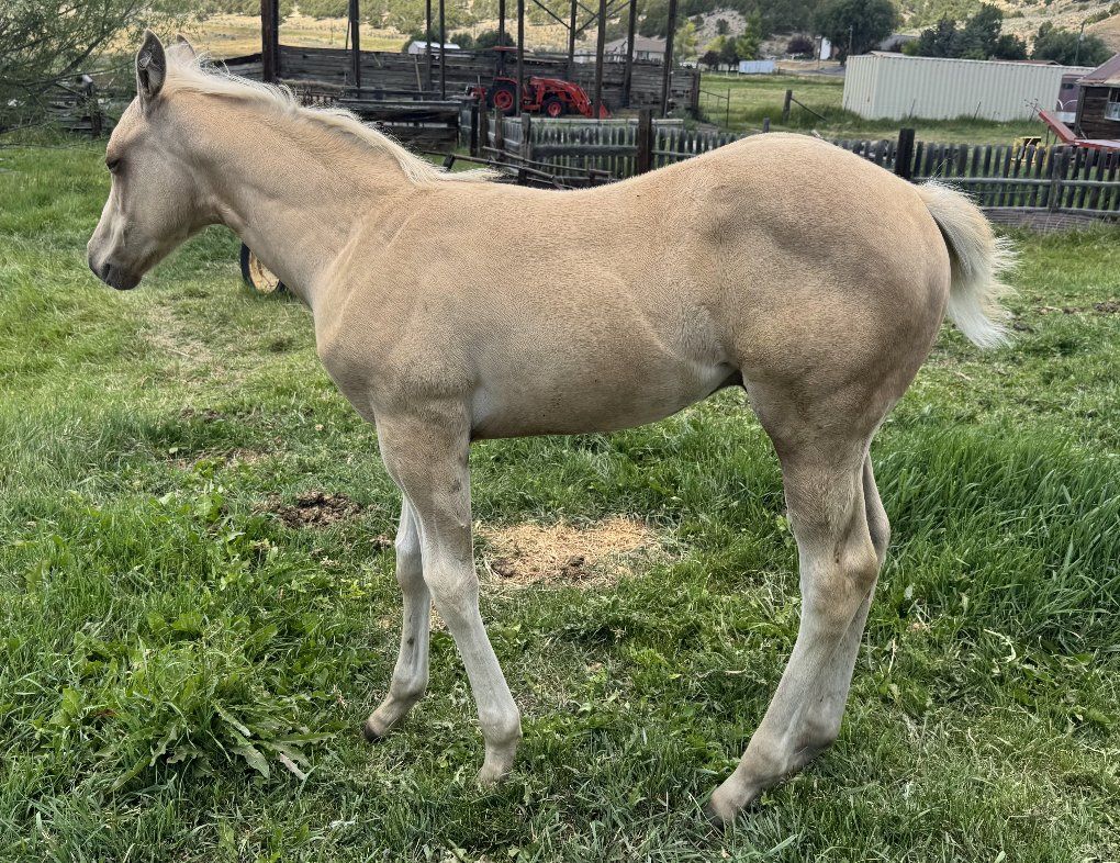 Weanling Foal