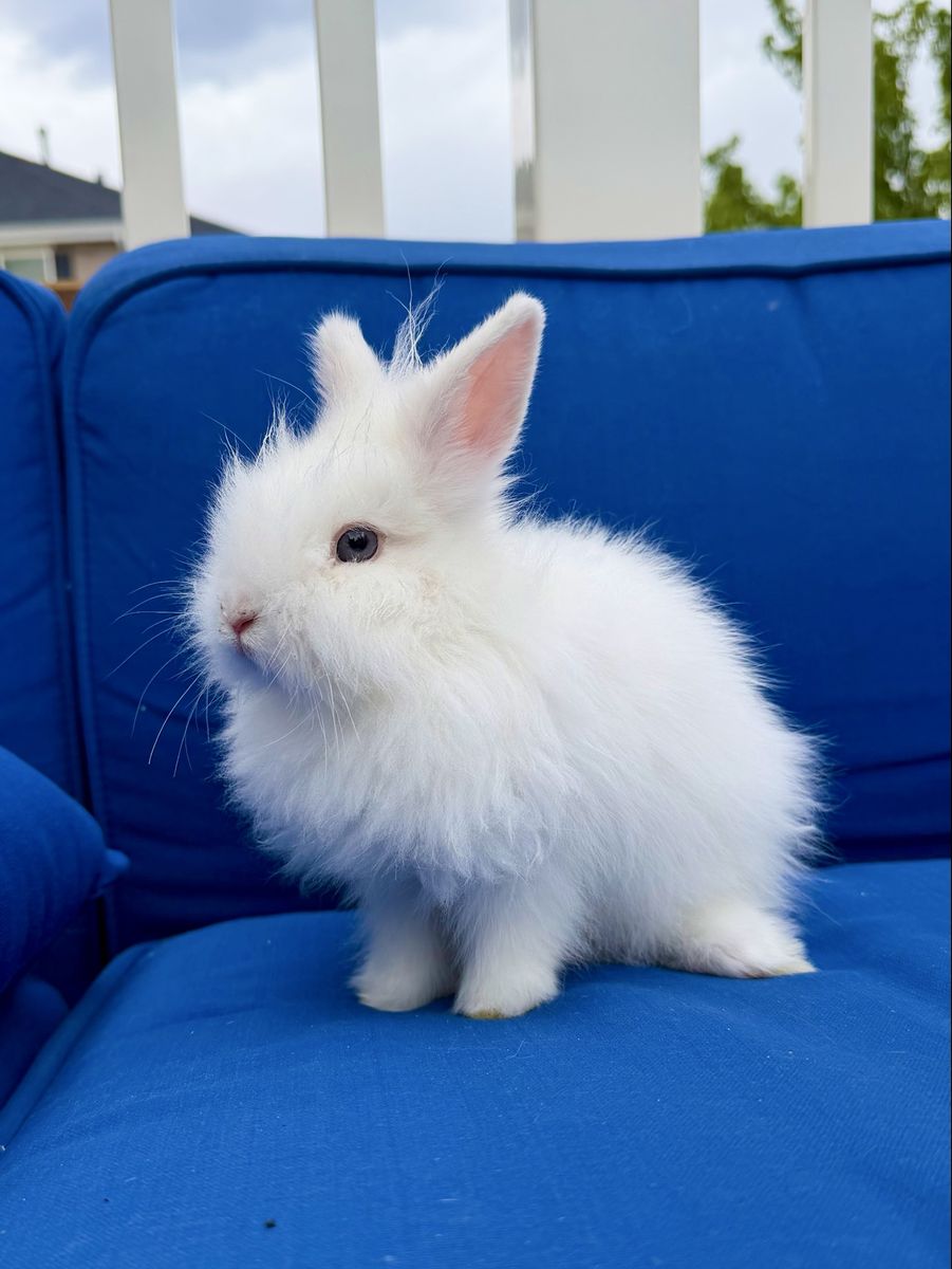 13 Week Old Female Double-Maned Lionhead Mix