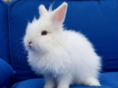 13 Week Old Female Double-Maned Lionhead Mix