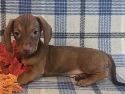 Fun & Playful Male Dachshund Puppies