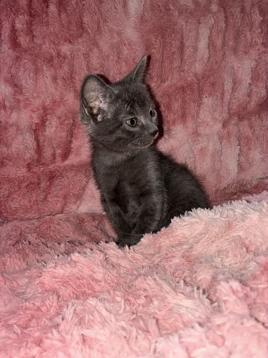 Full Russian blue female kitten hypoallergenic