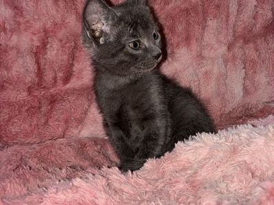 Full Russian blue female kitten hypoallergenic
