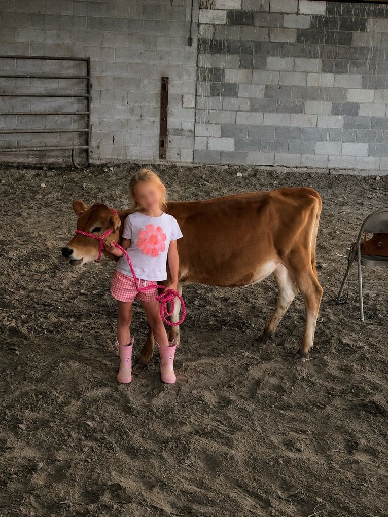 Bottle Calf Project- Jersey Heifer