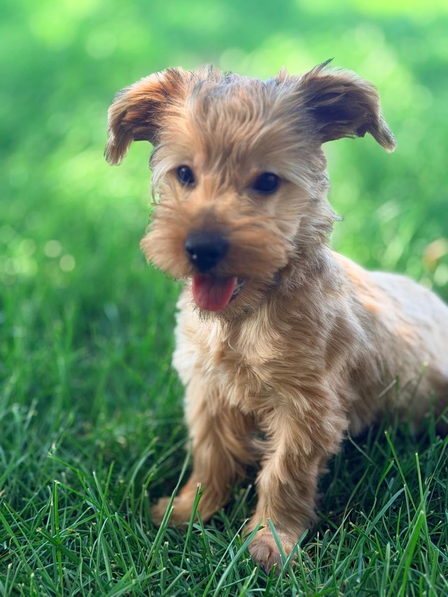 Blond Yorkie puppy!