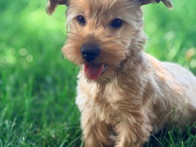 Blond Yorkie puppy!