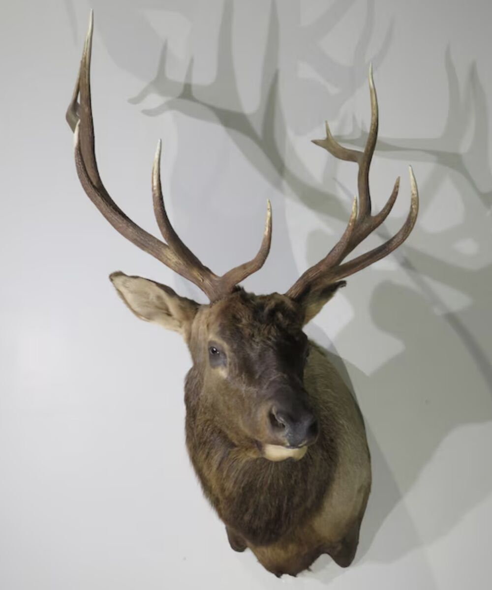 Bull elk cape