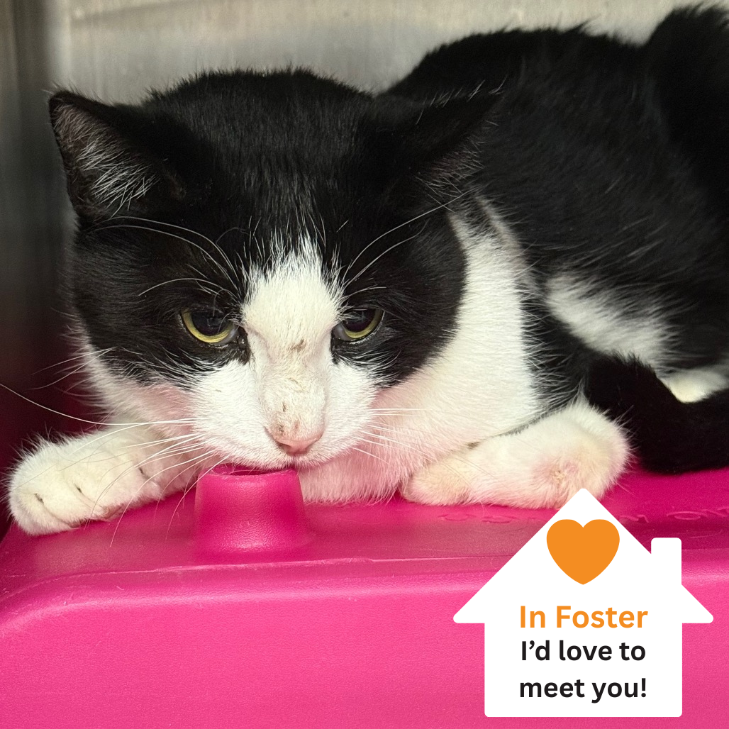 Hello my name is Lulu