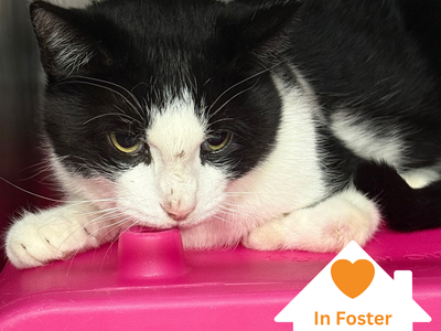 Hello my name is Lulu