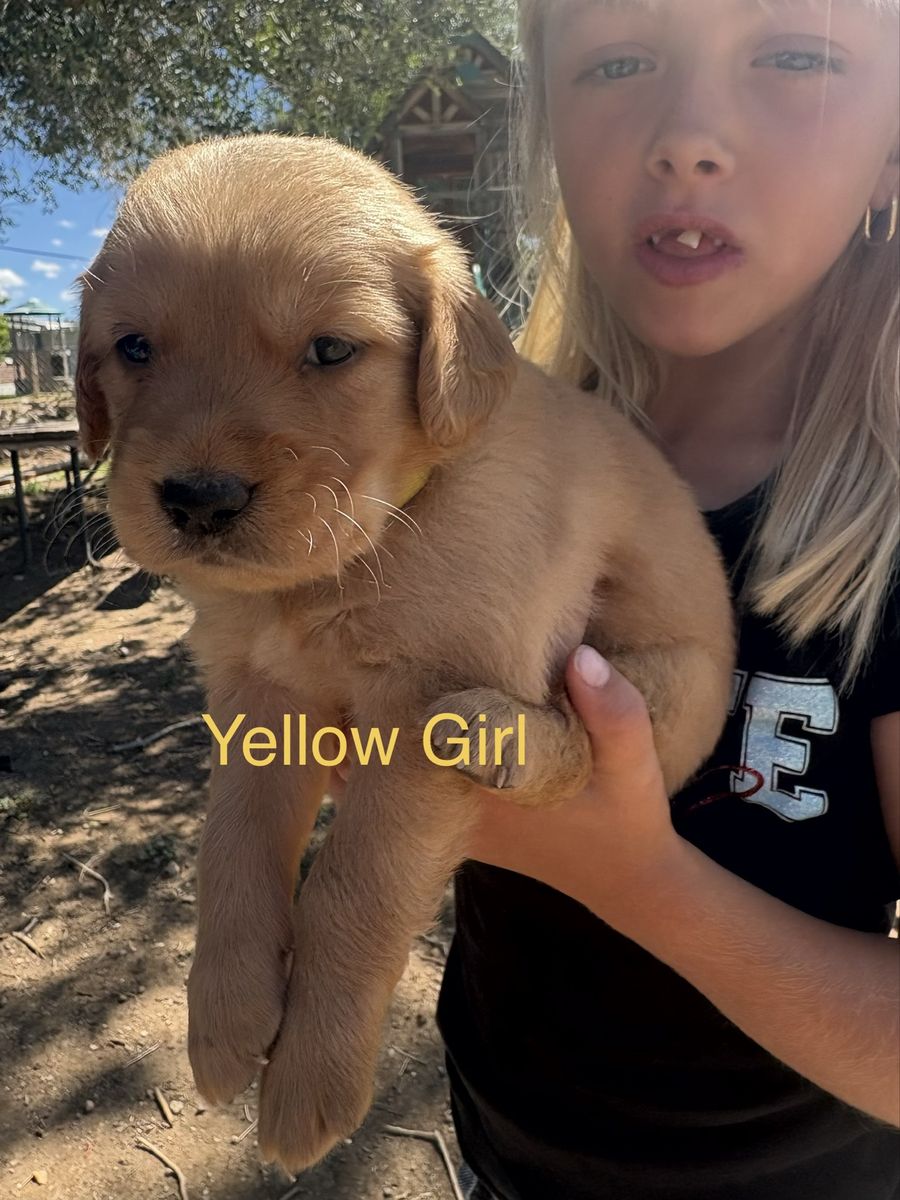 AKC Golden Retriever Puppies