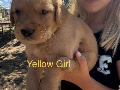 AKC Golden Retriever Puppies