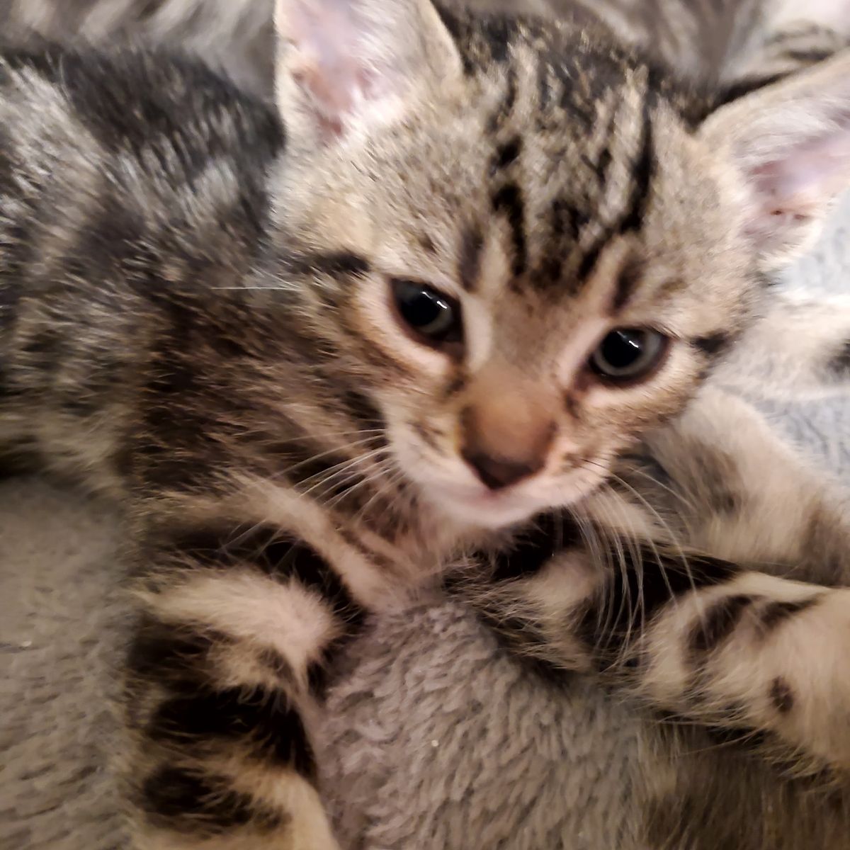 8 week old kittens