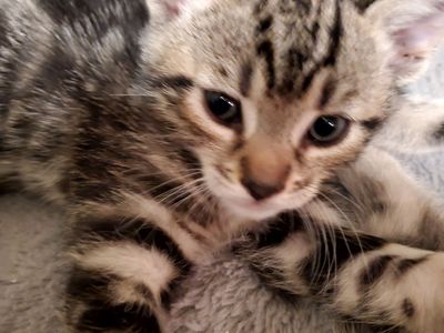 8 week old kittens