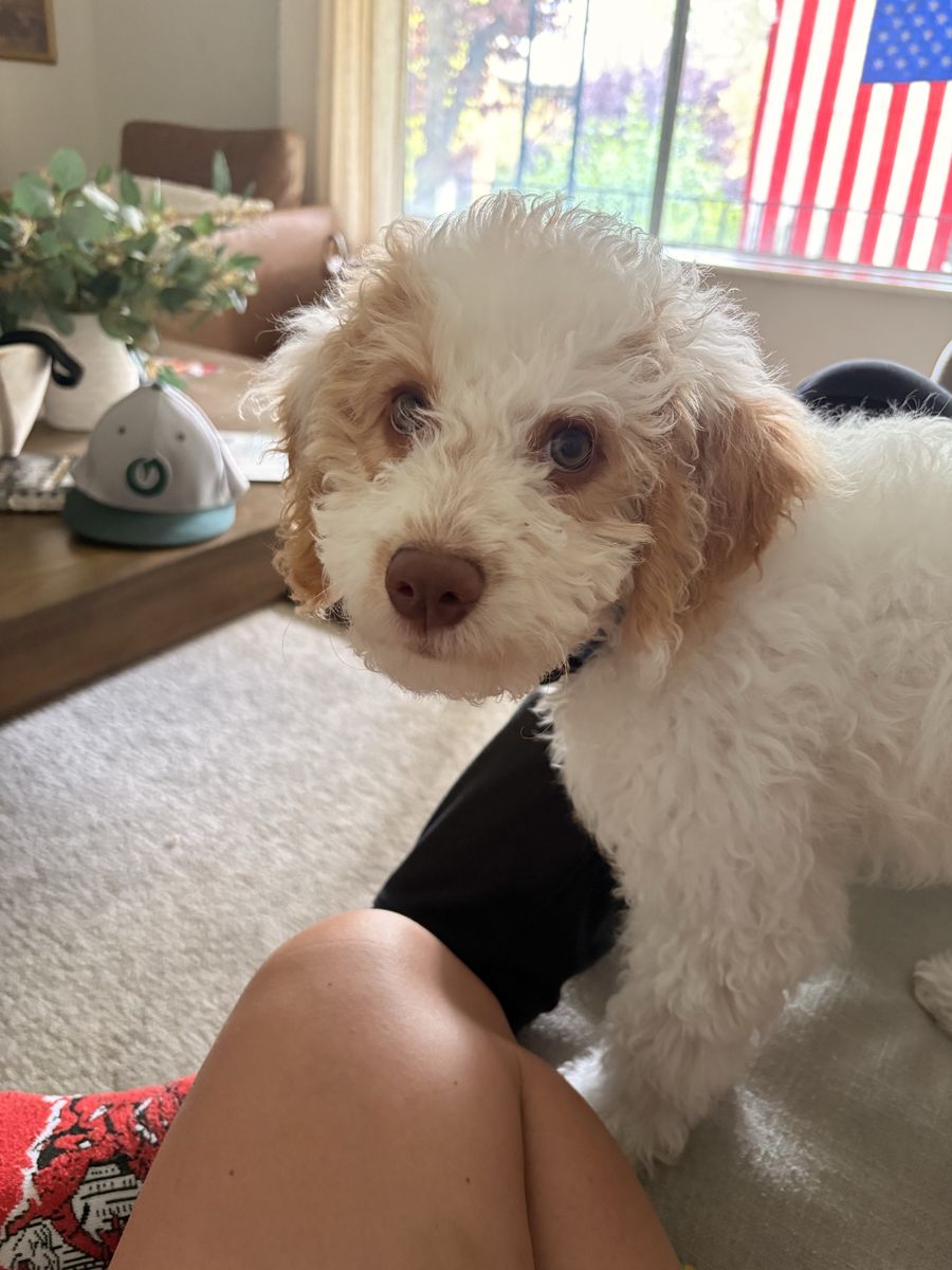 Golden doodle