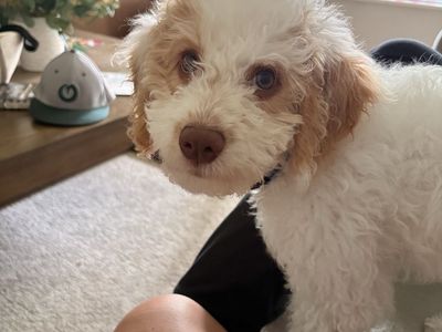 Golden doodle