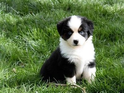 ASDR Miniature Australian Shepherds