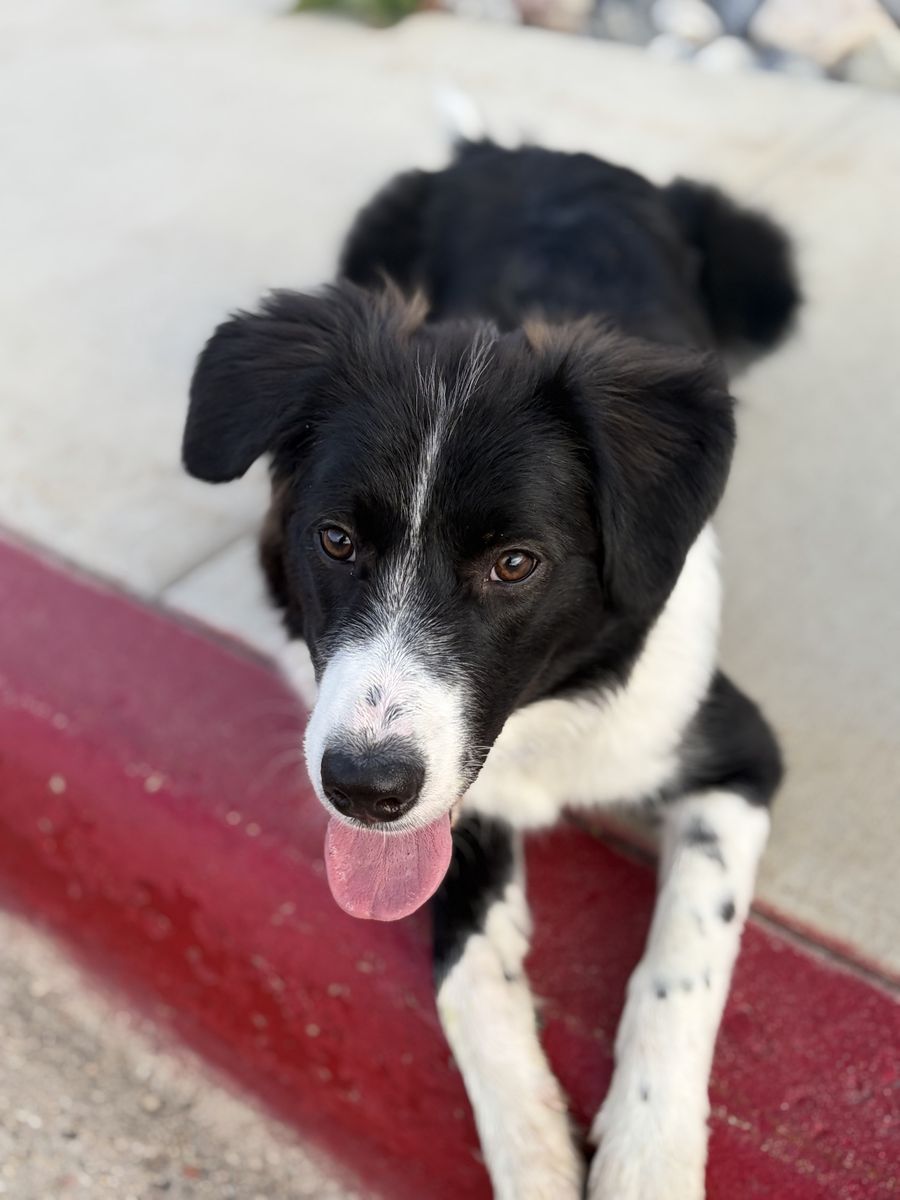 Border collie mix