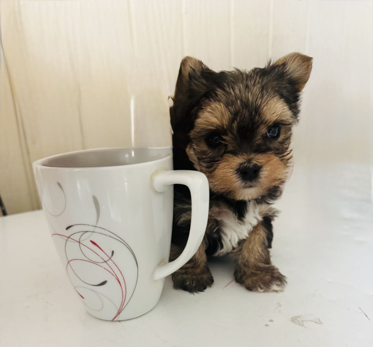 Yorkie puppies, yorshire