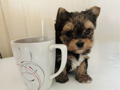 Yorkie puppies, yorshire
