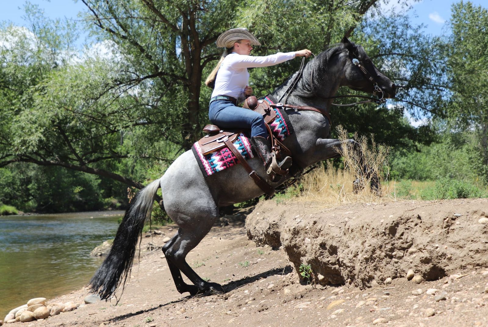 Registered Gelding 7yr old Quarter Horse