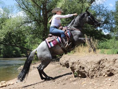 Registered Gelding 7yr old Quarter Horse