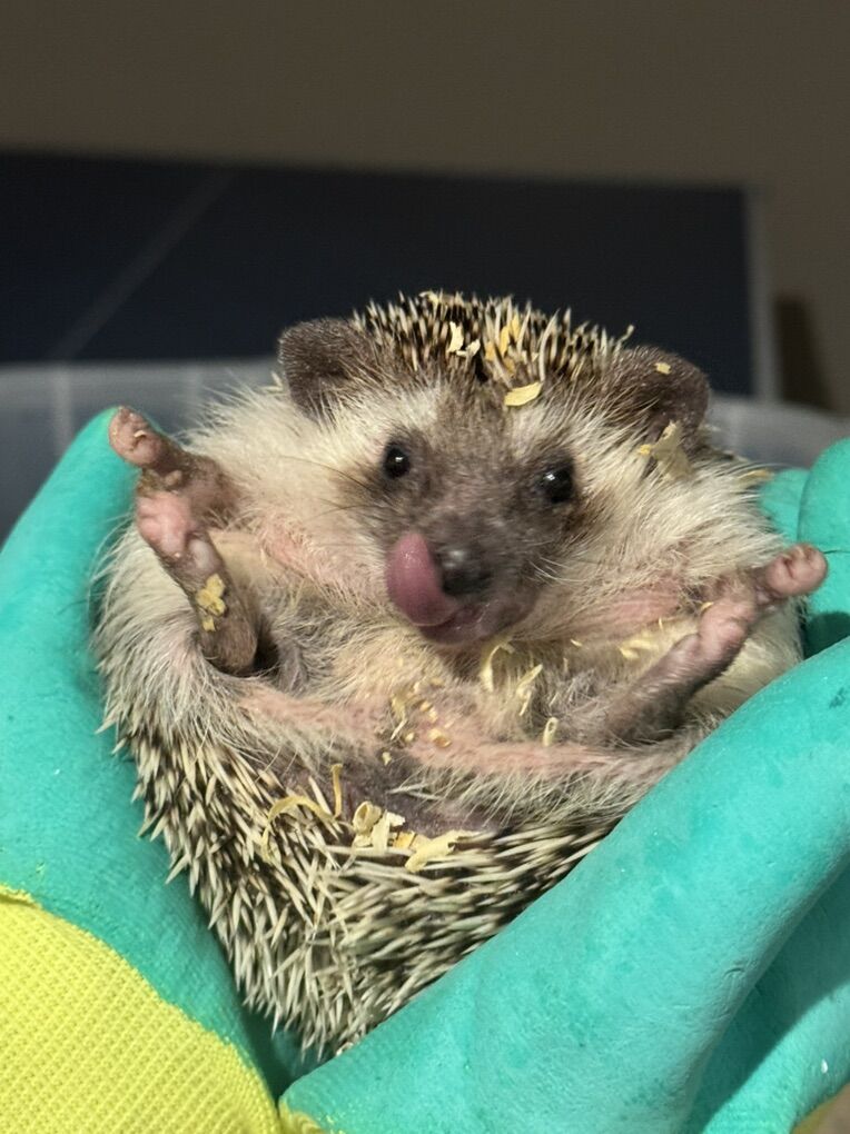 Male Hedgehog