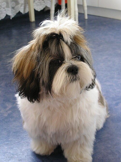 Looking for a small dog such as a Shitzu or Maltese FREE for a Senior independent  living center
