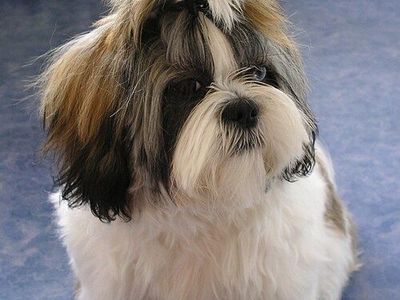 Looking for a small dog such as a Shitzu or Maltese FREE for a Senior independent living center