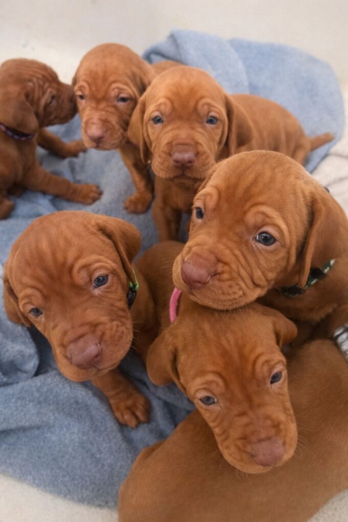 VIZSLA THE GREAT HUNTER AND HIKER ALREADY STARTED