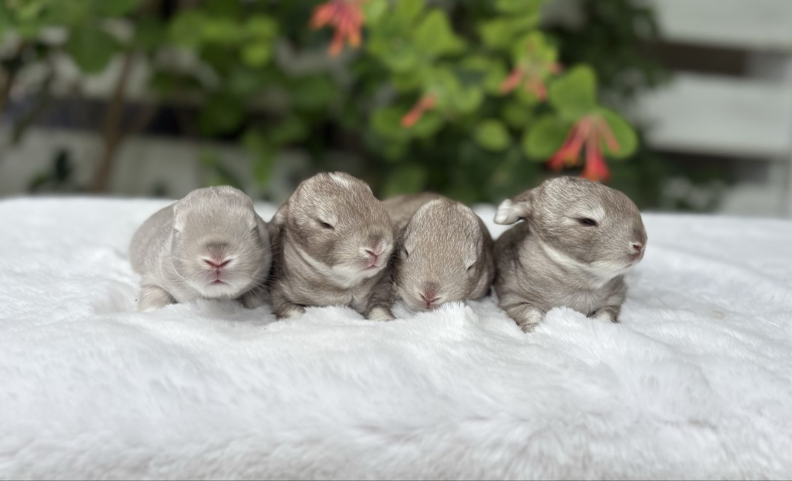 Pedigreed English Angora Baby Bunnies | Rare Colors