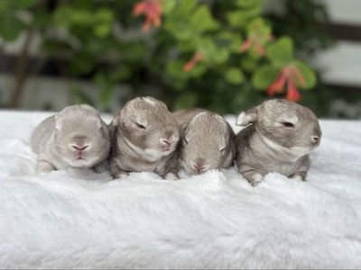 Pedigreed English Angora Baby Bunnies | Rare Colors