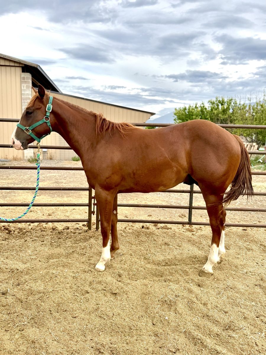 AQHA Yearling Colt-gorgeous and friendly!