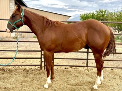 AQHA Yearling Colt-gorgeous and friendly!