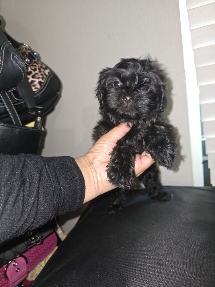 Adorable Shih Tzu Puppies for sale Shorkie!  Shih tzu Yorkie cross 