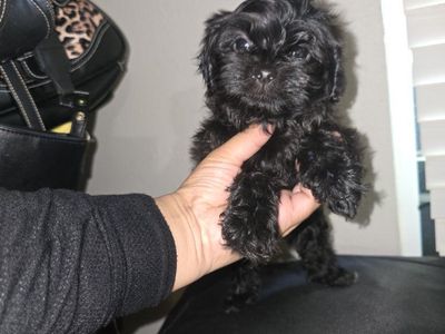 Adorable Shih Tzu Puppies for sale Shorkie! Shih tzu Yorkie cross